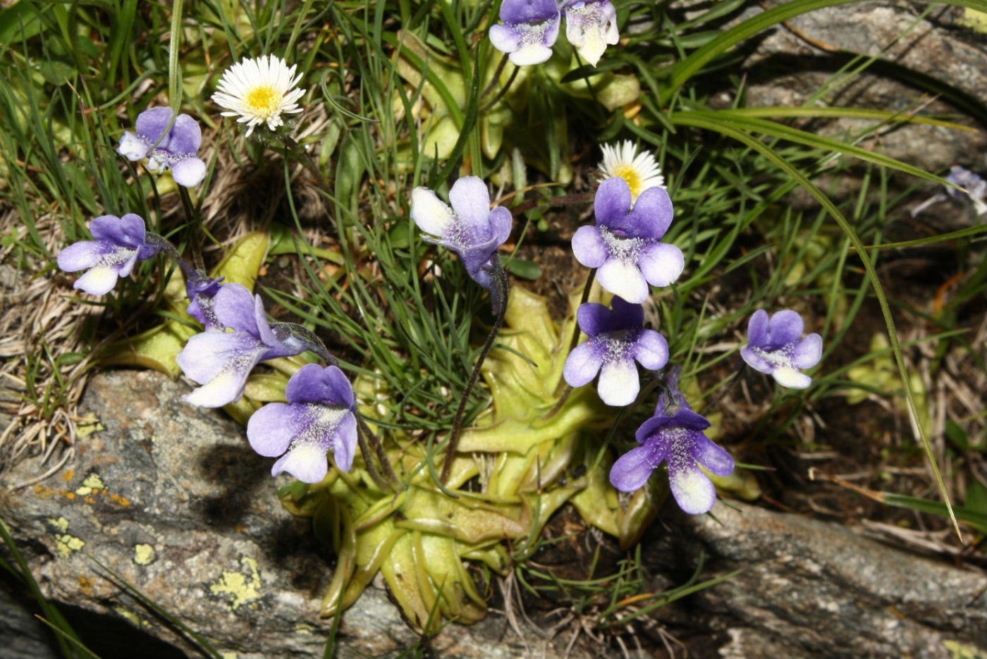 Pinguicula leptoceras / Erba unta bianco maculata